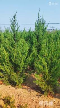 高度100厘米龙柏