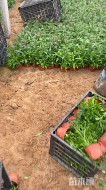 高度13厘米石竹