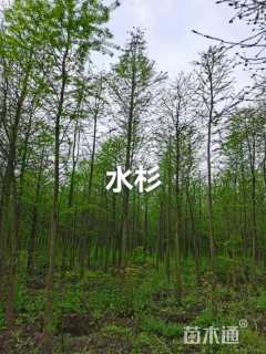 12公分水杉