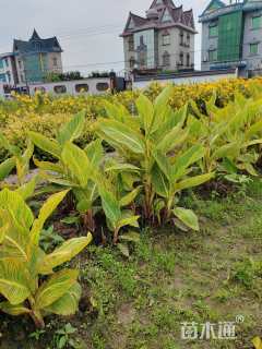 高度50厘米花叶美人蕉