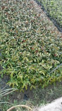 高度30厘米红背桂