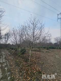 10公分红粉佳人