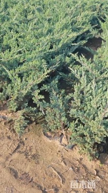 高度30厘米沙地柏