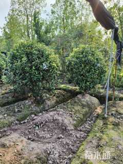 高度230厘米茶花