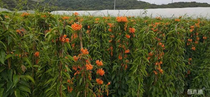 160厘米炮仗花