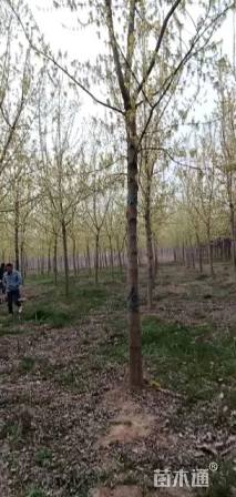 10公分金叶复叶槭