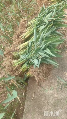 高度30厘米再力花