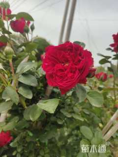 100厘米藤本月季