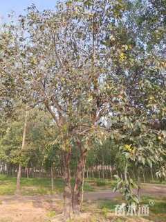 50公分柿树