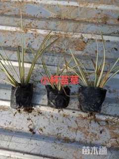 高度15厘米矾根