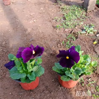 高度12厘米三色堇