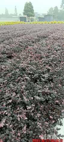 高度30厘米红花继木