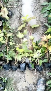 30厘米熊掌木