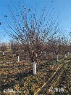 高度600厘米丛生紫叶李
