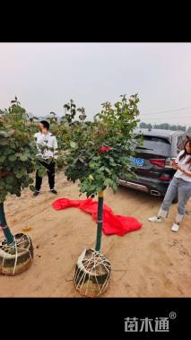 高度120厘米月季