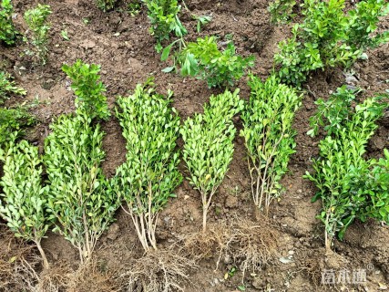 高度30厘米瓜子黄杨