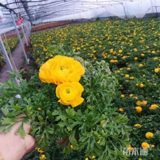 高度25厘米牡丹