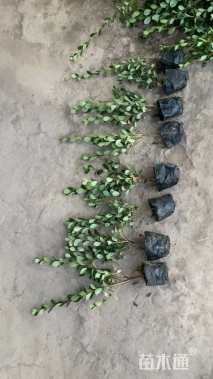 高度35厘米夏鹃