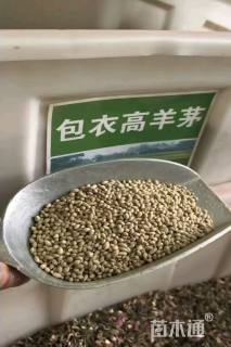 高羊茅草籽高羊茅种子