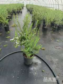 高度40厘米迷迭香