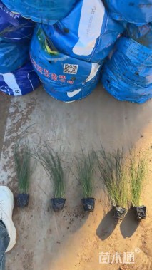 高度50厘米羽绒狼尾草