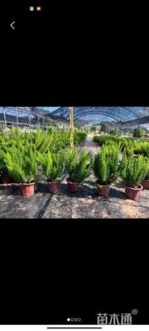 高度30厘米狐尾天门冬