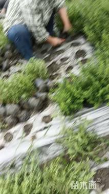 高度30厘米六月雪