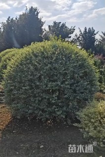 冠幅180厘米银姬小蜡球