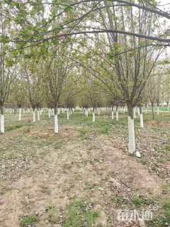 15公分西府海棠