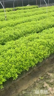 高度30厘米毛鹃