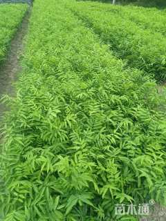 高度100厘米无患子小苗