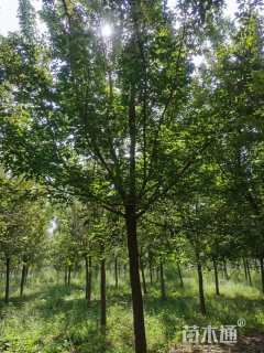 6公分绿叶复叶槭