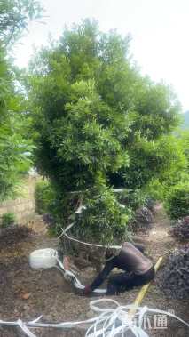 12公分丛生杨梅