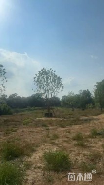 50公分(3杆)丛生香樟