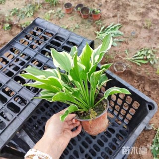 高度35厘米金边玉簪