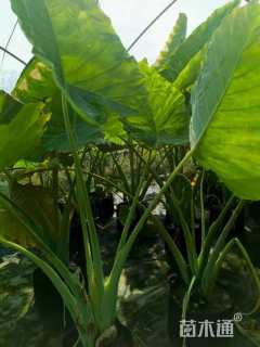 高度100厘米观音芋