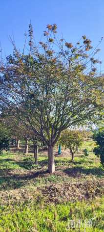 18公分日本红枫