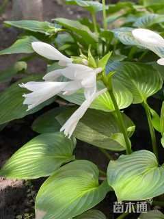 高度25厘米玉簪