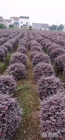 冠幅80厘米红花继木球