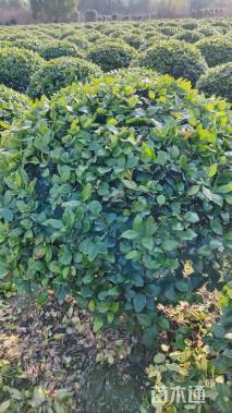 冠幅150厘米金森女贞球