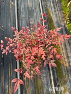 高度15厘米南天竹