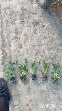 高度30厘米马鞭草