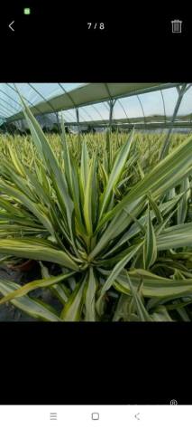 高度50厘米万年麻