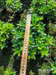 高度15厘米矮婆鹃