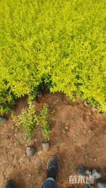 高度40厘米金冠女贞