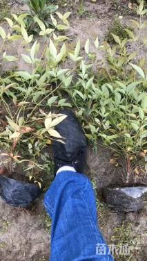 高度30厘米南天竹