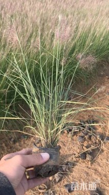 高度20厘米粉黛乱子草