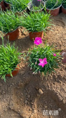 高度20厘米欧石竹