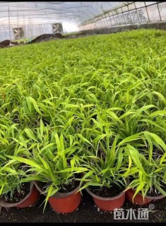 高度30厘米香根草