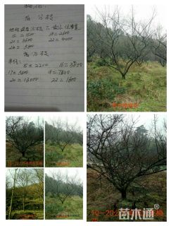 高度250厘米山梅花